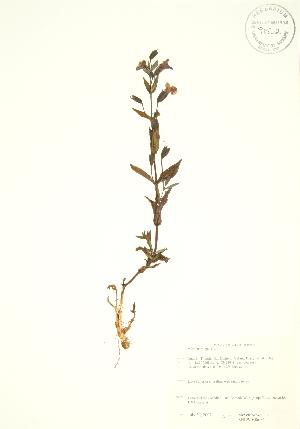  ( - SNEW040a_C)  @11 [ ] Copyright (2009) Steven Newmaster University of Guelph BIO Herbarium