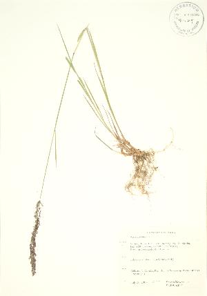  ( - SNEW040_C)  @11 [ ] Copyright (2009) Steven Newmaster University of Guelph BIO Herbarium