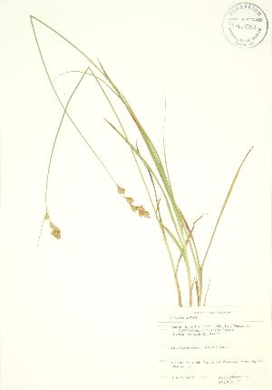  ( - SNEW011_C)  @11 [ ] Copyright (2009) Steven Newmaster University of Guelph BIO Herbarium