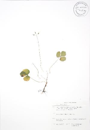  ( - SNEW001_C)  @11 [ ] Copyright (2009) Steven Newmaster University of Guelph BIO Herbarium