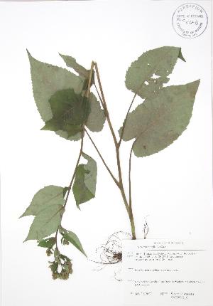  ( - SNEW002_C)  @11 [ ] Copyright (2009) Steven Newmaster University of Guelph BIO Herbarium