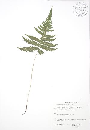  ( - SNEW004_C)  @11 [ ] Copyright (2009) Steven Newmaster University of Guelph BIO Herbarium