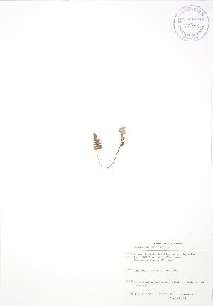 ( - SNEW030_C)  @11 [ ] Copyright (2009) Steven Newmaster University of Guelph BIO Herbarium