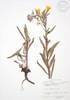 ( - SNEW046_C)  @11 [ ] Copyright (2009) Steven Newmaster University of Guelph BIO Herbarium