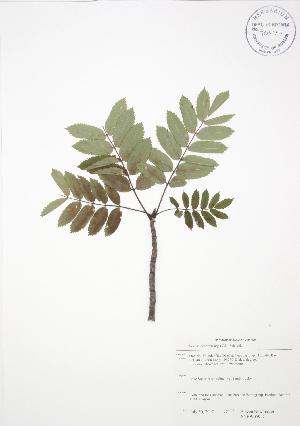  (Sorbus decora - SNEW059_C)  @11 [ ] Copyright (2009) Steven Newmaster University of Guelph BIO Herbarium
