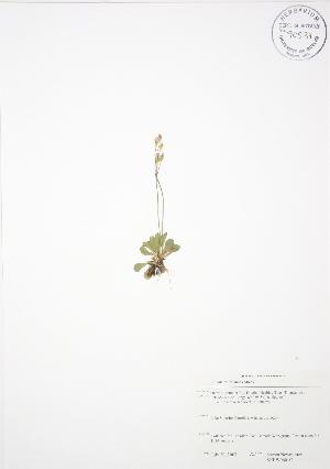  ( - SNEW060_C)  @11 [ ] Copyright (2009) Steven Newmaster University of Guelph BIO Herbarium