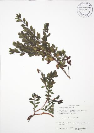  ( - SNEW063_C)  @11 [ ] Copyright (2009) Steven Newmaster University of Guelph BIO Herbarium