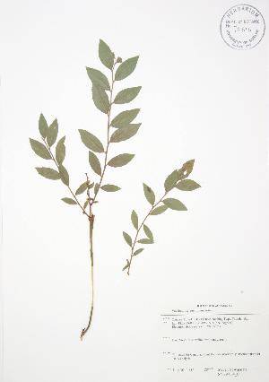 (Vaccinium angustifolium - SNEW064_C)  @11 [ ] Copyright (2009) Steven Newmaster University of Guelph BIO Herbarium