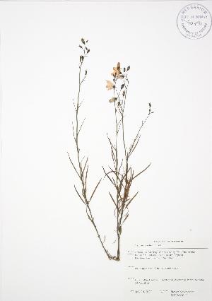  ( - SNEW056_C)  @11 [ ] Copyright (2009) Steven Newmaster University of Guelph BIO Herbarium