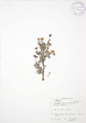  (Dasiphora - SNEW057_C)  @11 [ ] Copyright (2009) Steven Newmaster University of Guelph BIO Herbarium