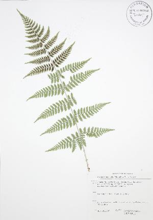  ( - SNEW020_C)  @11 [ ] Copyright (2009) Steven Newmaster University of Guelph BIO Herbarium