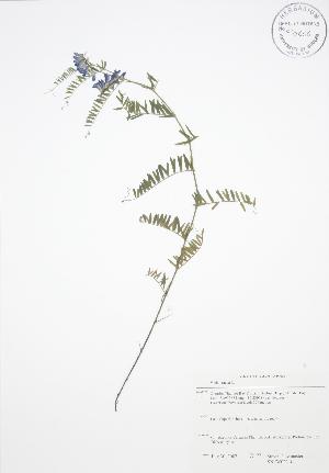  ( - SNEW022_C)  @11 [ ] Copyright (2009) Steven Newmaster University of Guelph BIO Herbarium