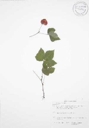  ( - SNEW025_C)  @11 [ ] Copyright (2009) Steven Newmaster University of Guelph BIO Herbarium