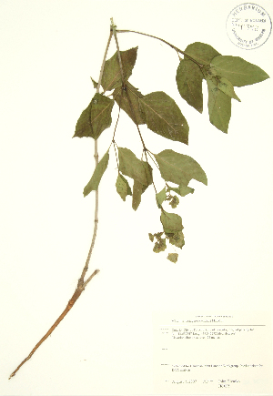  (Mirabilis nyctaginea - JK 035)  @11 [ ] Copyright (2009) Steven Newmaster University of Guelph BIO Herbarium