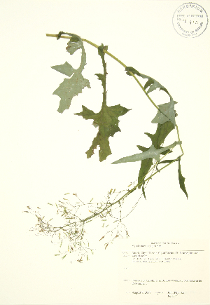 ( - JK 037)  @11 [ ] Copyright (2009) Steven Newmaster University of Guelph BIO Herbarium