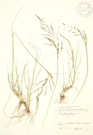  ( - JK 033)  @11 [ ] Copyright (2009) Steven Newmaster University of Guelph BIO Herbarium