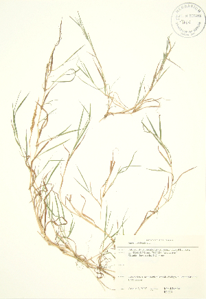  ( - JK 030)  @11 [ ] Copyright (2009) Steven Newmaster University of Guelph BIO Herbarium