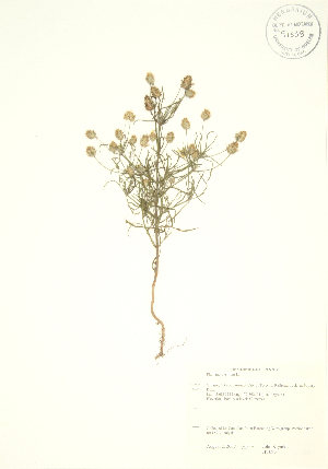  ( - JK 029)  @11 [ ] Copyright (2009) Steven Newmaster University of Guelph BIO Herbarium