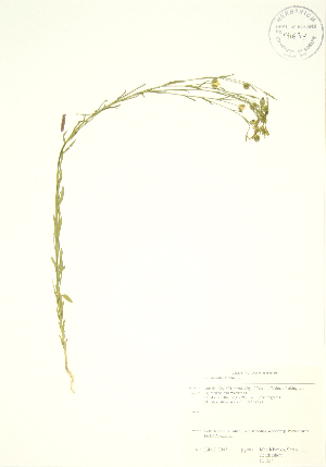  ( - JK 027)  @11 [ ] Copyright (2009) Steven Newmaster University of Guelph BIO Herbarium