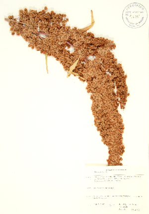  (Rumex patientia - JK 026)  @11 [ ] Copyright (2009) Steven Newmaster University of Guelph BIO Herbarium