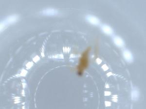  ( - BIOUG54700-E08)  @11 [ ] CreativeCommons - Attribution (2020) Centre for Biodiversity Genomics Centre for Biodiversity Genomics