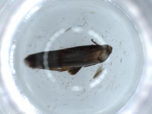  ( - BIOUG54818-A07)  @11 [ ] CreativeCommons - Attribution (2020) Centre for Biodiversity Genomics Centre for Biodiversity Genomics