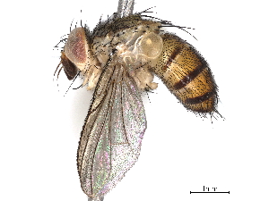  (Ceromya Janzen3624 - BIOUG55237-A07)  @14 [ ] CreativeCommons - Attribution (2020) CBG Photography Group Centre for Biodiversity Genomics