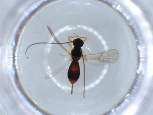  ( - BIOUG55935-G07)  @11 [ ] CreativeCommons - Attribution (2020) Centre for Biodiversity Genomics Centre for Biodiversity Genomics