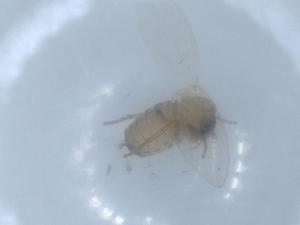  ( - BIOUG56015-H07)  @11 [ ] CreativeCommons - Attribution (2020) Centre for Biodiversity Genomics Centre for Biodiversity Genomics