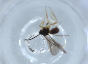  ( - BIOUG56022-B06)  @11 [ ] CreativeCommons - Attribution (2020) Centre for Biodiversity Genomics Centre for Biodiversity Genomics