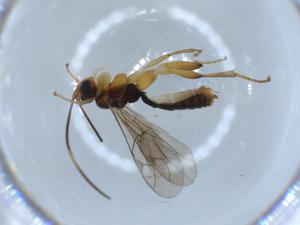  ( - BIOUG56035-E11)  @11 [ ] CreativeCommons - Attribution (2020) Centre for Biodiversity Genomics Centre for Biodiversity Genomics