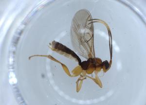  ( - BIOUG56312-A01)  @11 [ ] CreativeCommons - Attribution (2020) Centre for Biodiversity Genomics Centre for Biodiversity Genomics