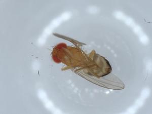  ( - BIOUG56317-G05)  @11 [ ] CreativeCommons - Attribution (2020) Centre for Biodiversity Genomics Centre for Biodiversity Genomics