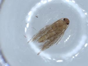  ( - BIOUG56321-F07)  @11 [ ] CreativeCommons - Attribution (2020) Centre for Biodiversity Genomics Centre for Biodiversity Genomics