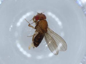  ( - BIOUG56322-E10)  @11 [ ] CreativeCommons - Attribution (2020) Centre for Biodiversity Genomics Centre for Biodiversity Genomics