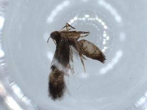  ( - BIOUG56327-E11)  @11 [ ] CreativeCommons - Attribution (2020) Centre for Biodiversity Genomics Centre for Biodiversity Genomics