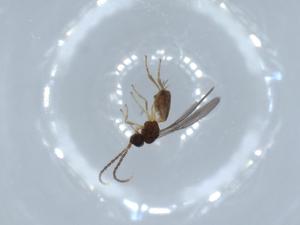  ( - BIOUG56048-D11)  @11 [ ] CreativeCommons - Attribution (2020) Centre for Biodiversity Genomics Centre for Biodiversity Genomics