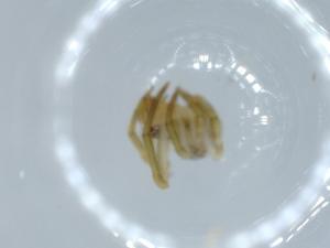  ( - BIOUG56053-E08)  @11 [ ] CreativeCommons - Attribution (2020) Centre for Biodiversity Genomics Centre for Biodiversity Genomics