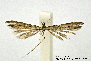  (Lioptilodes rionegroicus - PTER-CG-0027)  @11 [ ] Copyright (2010) Cees Gielis Research Collection of Ceed Gielis