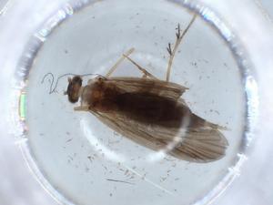  ( - BIOUG55868-B12)  @11 [ ] CreativeCommons - Attribution (2020) Centre for Biodiversity Genomics Centre for Biodiversity Genomics