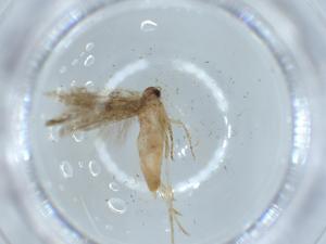  ( - BIOUG55802-E10)  @11 [ ] CreativeCommons - Attribution (2020) Centre for Biodiversity Genomics Centre for Biodiversity Genomics