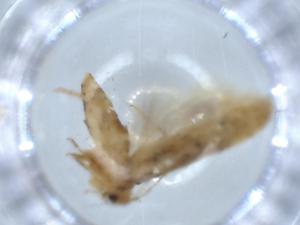  ( - BIOUG54627-G11)  @11 [ ] CreativeCommons - Attribution (2020) Centre for Biodiversity Genomics Centre for Biodiversity Genomics