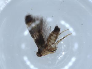  ( - BIOUG54631-D02)  @11 [ ] CreativeCommons - Attribution (2020) Centre for Biodiversity Genomics Centre for Biodiversity Genomics