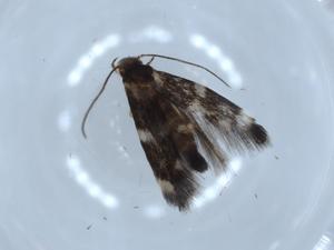  ( - BIOUG54631-E11)  @11 [ ] CreativeCommons - Attribution (2020) Centre for Biodiversity Genomics Centre for Biodiversity Genomics