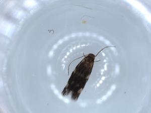  ( - BIOUG54631-E12)  @11 [ ] CreativeCommons - Attribution (2020) Centre for Biodiversity Genomics Centre for Biodiversity Genomics