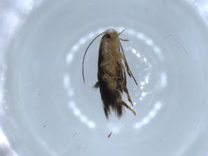  ( - BIOUG54631-F12)  @11 [ ] CreativeCommons - Attribution (2020) Centre for Biodiversity Genomics Centre for Biodiversity Genomics