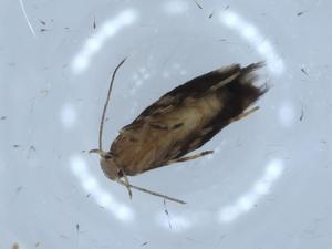  ( - BIOUG54631-G04)  @11 [ ] CreativeCommons - Attribution (2020) Centre for Biodiversity Genomics Centre for Biodiversity Genomics