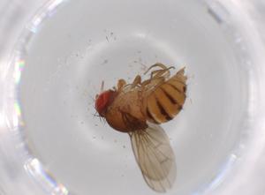  (Drosophila unipunctata - BIOUG55846-E07)  @11 [ ] CreativeCommons - Attribution (2020) Centre for Biodiversity Genomics Centre for Biodiversity Genomics