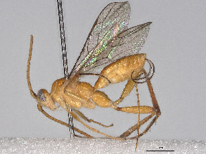  ( - BIOUG55345-G12)  @11 [ ] CreativeCommons - Attribution (2021) CBG Photography Group Centre for Biodiversity Genomics