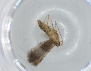  ( - BIOUG64710-D08)  @11 [ ] CreativeCommons - Attribution (2021) Centre for Biodiversity Genomics Centre for Biodiversity Genomics